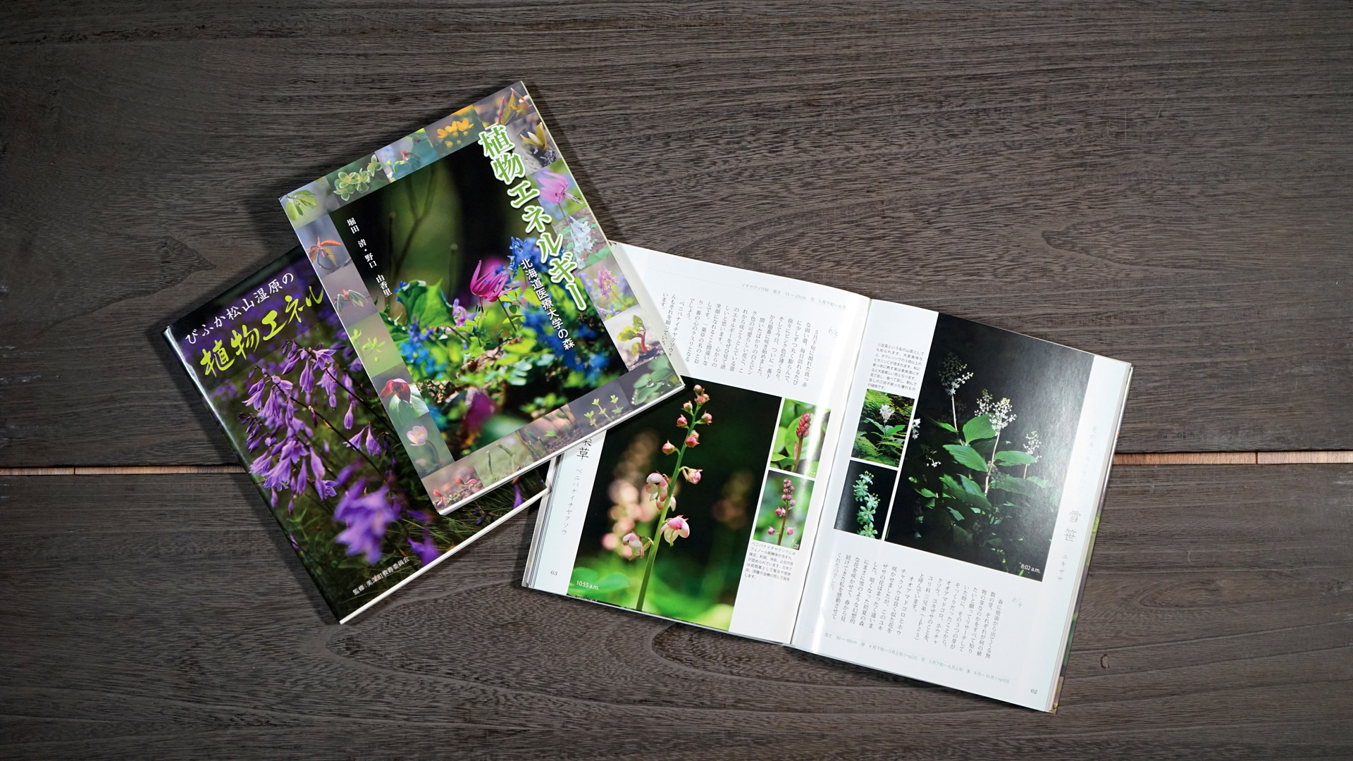 堀田清写真集「植物エネルギー」